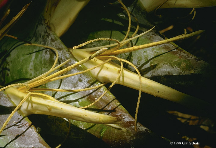 Ravenala madagascariensis - Useful Tropical Plants