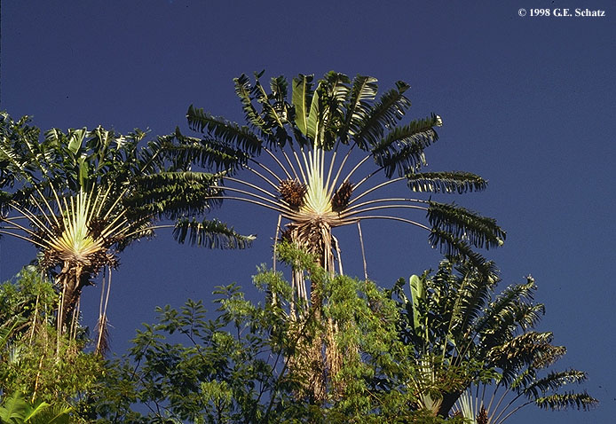 Ravenala madagascariensis, Fan Plantain, Travellers Palm, 10 Seeds