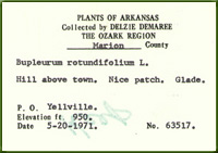 Plant Label