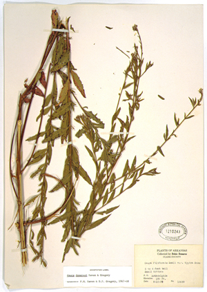 Herbarium Specimen