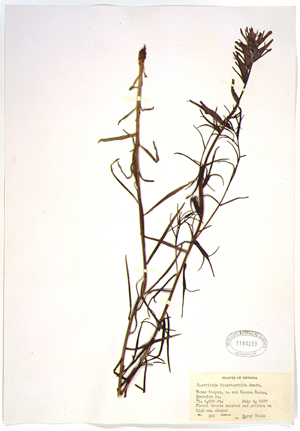 Plant specimen