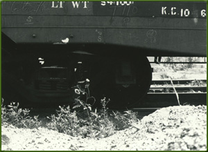 Seeds Spilling from a train