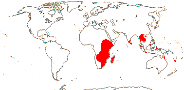 Apodytes group