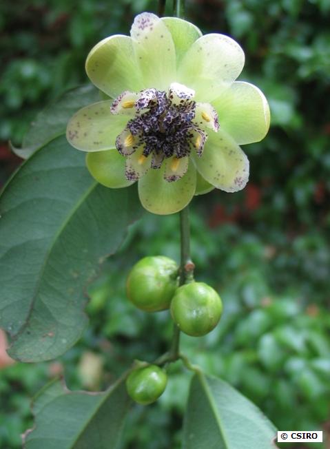 Austrobaileyaceae