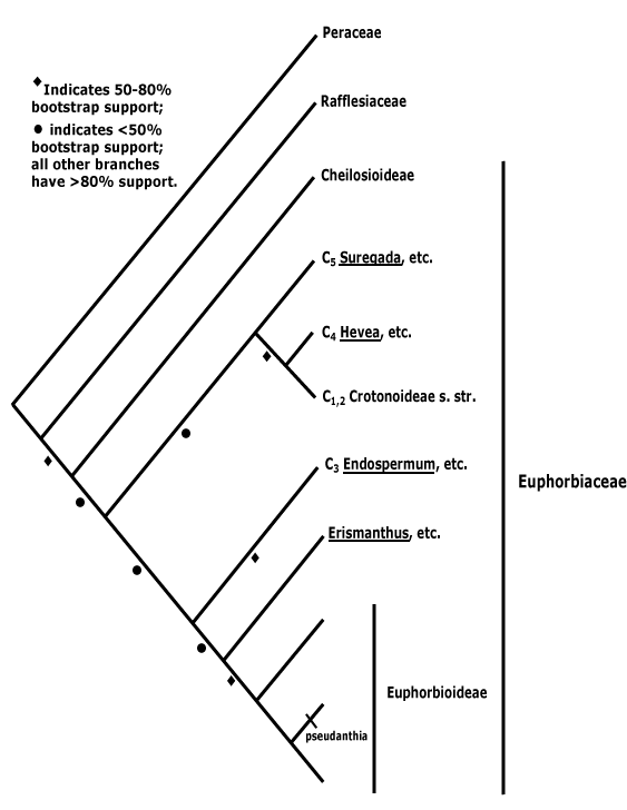 Euphorbiaceae