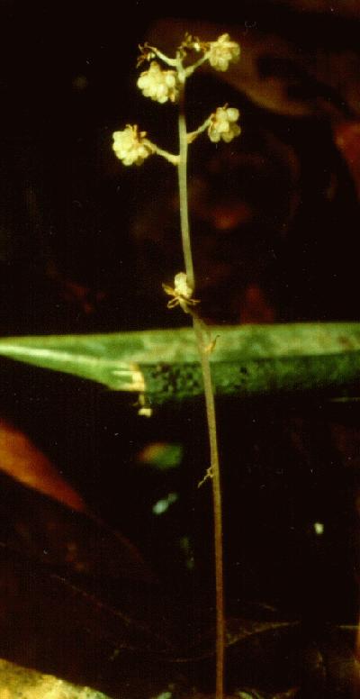 Sciaphila