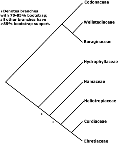 Boraginaceae tree