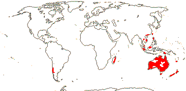 Laxmannieae