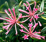 Atemnosiphon coriaceus