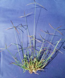 Tanzanian Grass Specimen