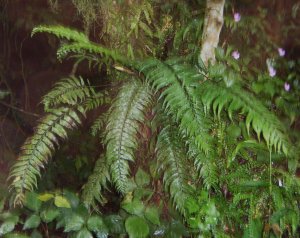 Tanzanian Fern