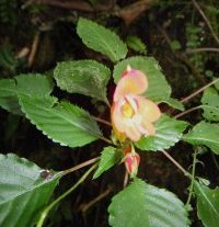 Tanzanian Jewelweed