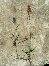 Tanzanian grass specimen