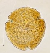 Hibiscus, Pliocene, Veracruz, Mexico