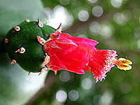 Opuntia ochenillifera