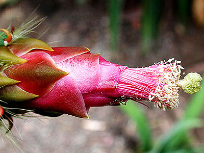 Opuntia lutea