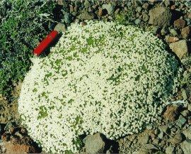 Lithodraba mendociensis