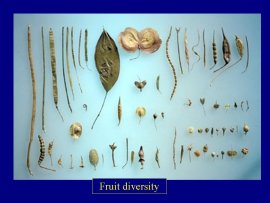Fruit Diversity