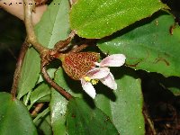 Begonia poculifera, Mahenge