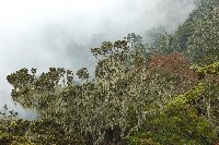 Moss in the Mist, Uluguru
