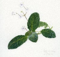 Streptocarpus albus, Kateya