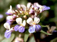 Collinsia verna