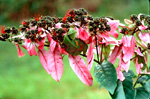 Combretum racemosum