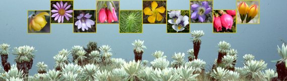 P�ramo Flora