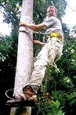 Adam climbing a tree in Gabon