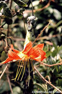 Mutisia magnifica