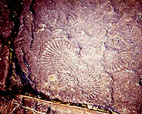 Fossil ammonites
