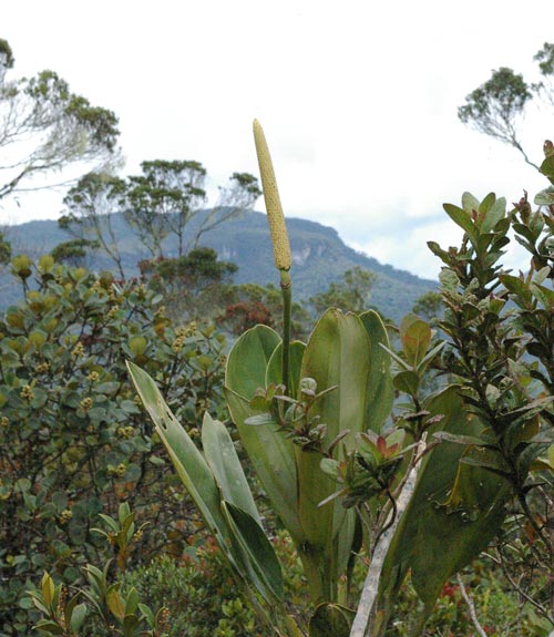 amorphophallus titanum araceae. arborescens (Araceae)
