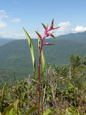 Pitcairnia neillii (Bromeliaceae)