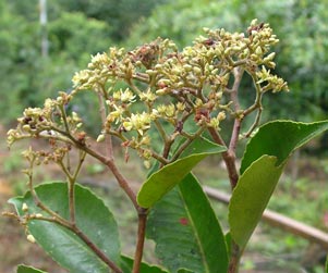 Humiriastrum mapiriense (Humiriaceae)