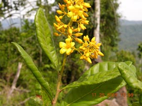 Krukoviella disticha (Ochnaceae)