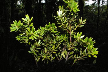Podocarpus tepuiensis (Podocarpaceae)