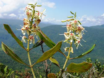 Retiniphylllum tepuiense (Rubiaceae)