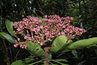 Hortia cf. brasiliensis (Rutaceae)