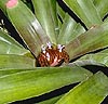 Neoregelia