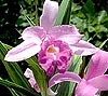 Sobralia