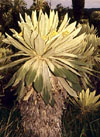 Espeletia pycnophylla