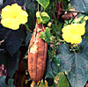 Luffa aegyptiaca