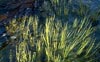 Paepalanthus cappillaceus