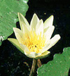 Nymphaea