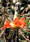 Mutisia magnifica