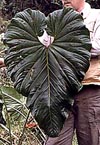 Anthurium cf. pulchrum