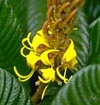 Vochysia lomatophylla