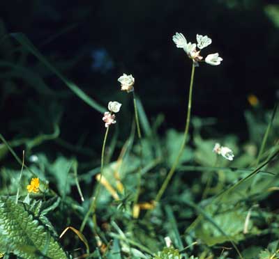 Allium candoleanum