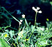 Allium candoleanum