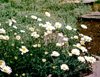 Anthemis zyghia